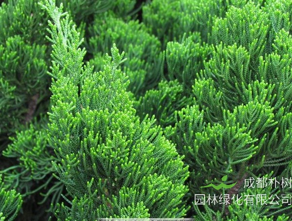 侧柏的生态习性，怎样种植和培育侧柏？