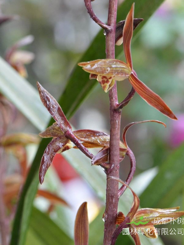 绿化苗木中木兰和玉兰有什么差别？