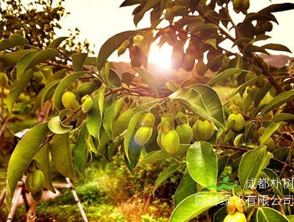 沉香树价格-图片-形态特征-生长环境-分布范围-主要价值以及植物学史