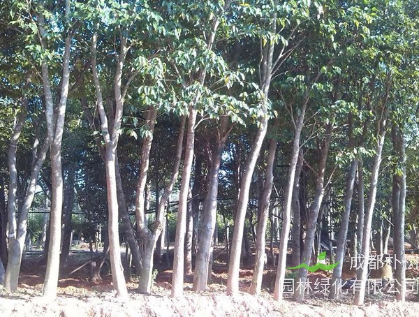 沉香树价格-图片-形态特征-生长环境-分布范围-主要价值以及植物学史