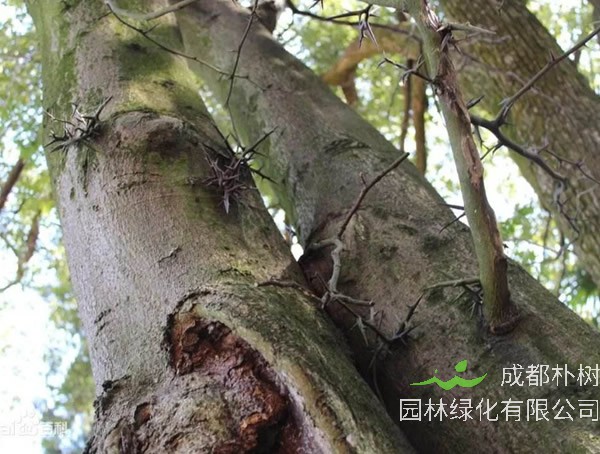 沉香树价格-图片-形态特征-生长环境-分布范围-主要价值以及植物学史