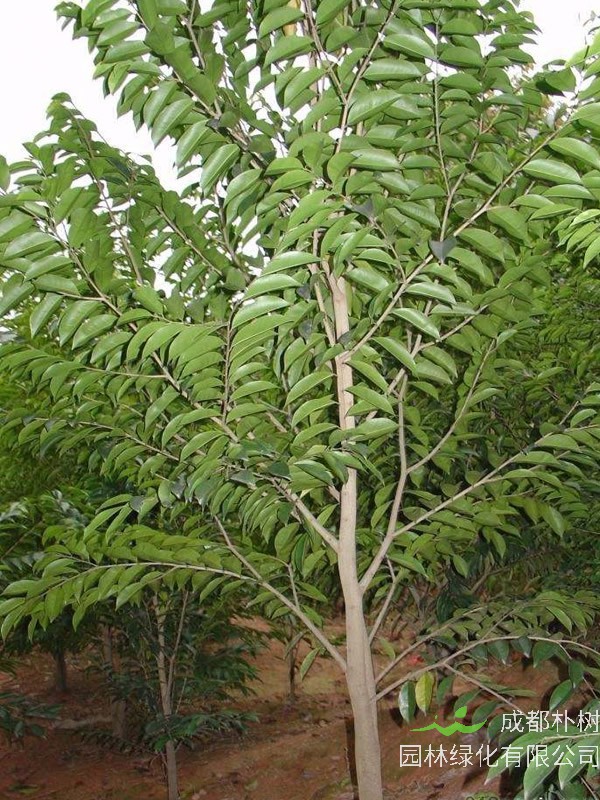 沉香树价格-图片-形态特征-生长环境-分布范围-主要价值以及植物学史