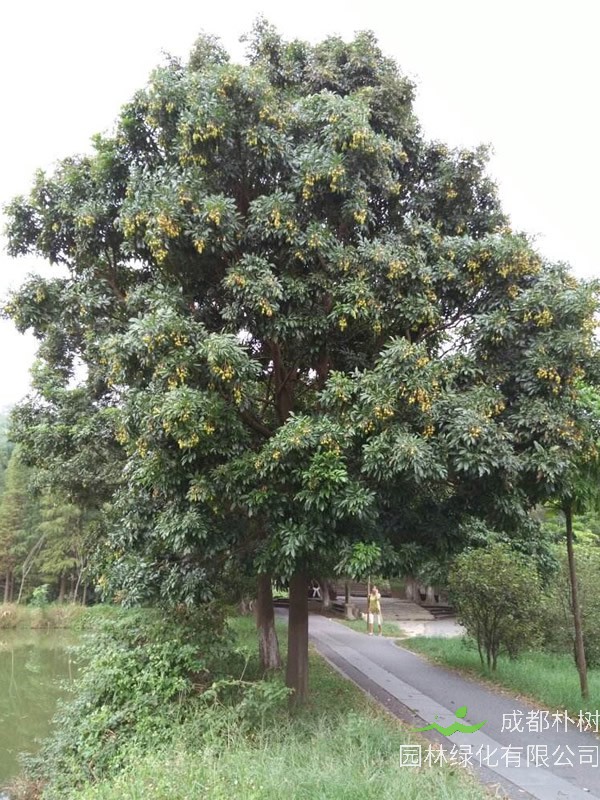 沉香树的繁殖方法、栽培技术以及病虫防治介绍