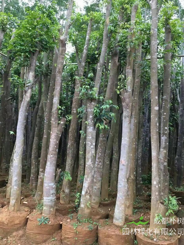 沉香树的繁殖方法、栽培技术以及病虫防治介绍