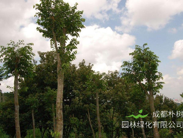 沉香树的繁殖方法、栽培技术以及病虫防治介绍