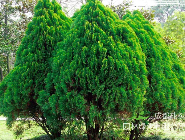 侧柏的经济价值，侧柏的作用与功效有哪些？