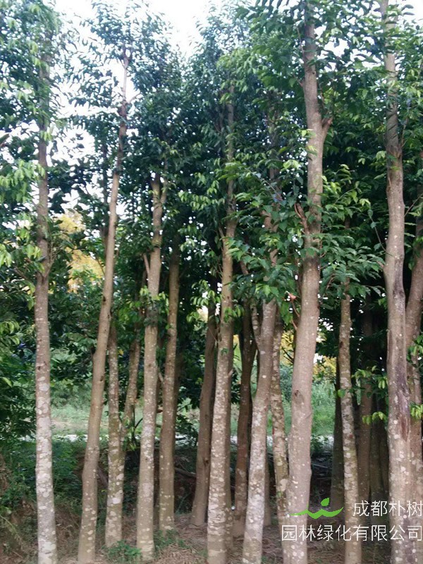 沉香树的功效与作用，沉香树的经济价值有哪些？