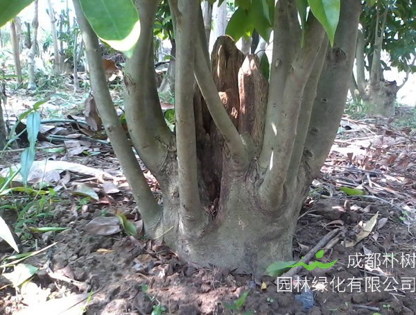 沉香树的分布情况，哪儿有沉香树的种植基地？