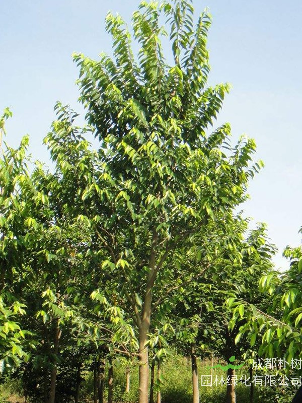 沉香树的植物文化，沉香树的花语是什么？