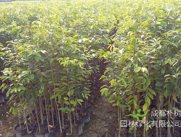 沉香树是什么树？