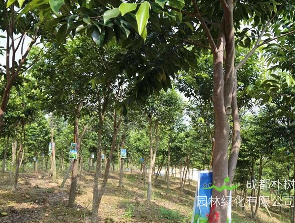 沉香树都能做什么？沉香树的用途有哪些？