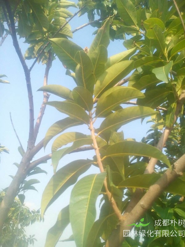 种植沉香树要几年能够产生经济效益？