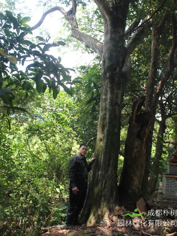 沉香树一般生长在哪里？