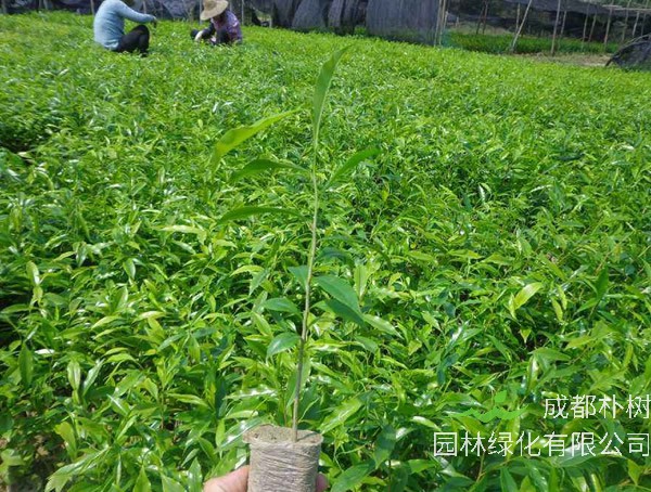 沉香树的沉香是如何形成的？