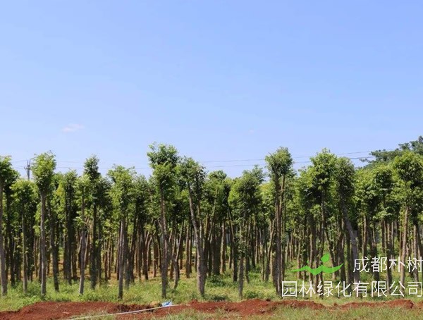 五年沉香树有什么价值？