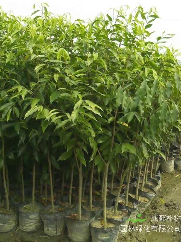 沉香树有什么寓意?