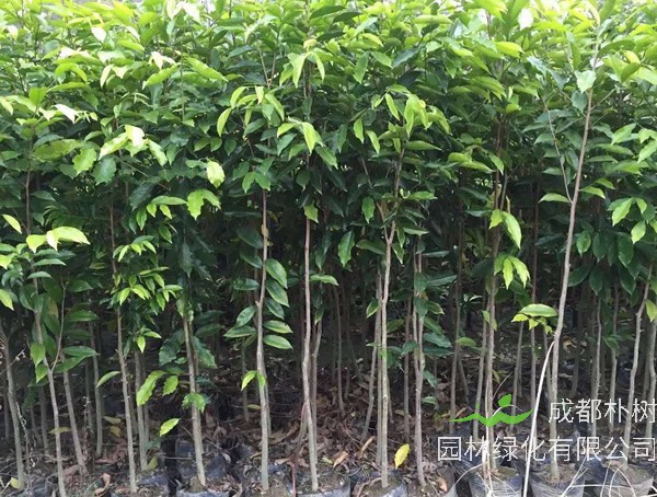 沉香树如何进行种类划分？