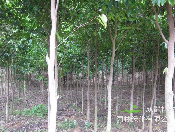 沉香树的生长条件有哪些？