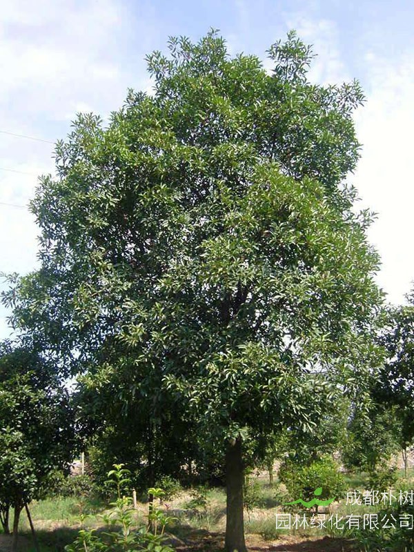 杜英树价格-图片-形态特征-生长环境-分布范围以及主要价值