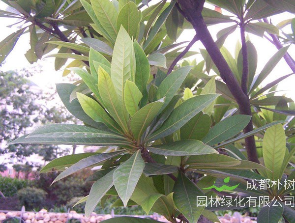 杜英树怎么种植？