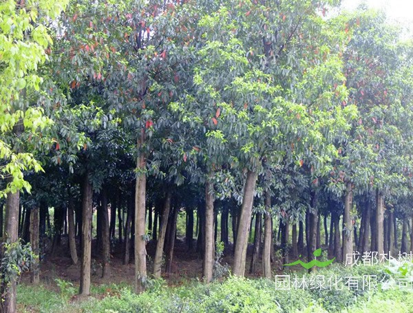 杜英树栽植方法有哪些？