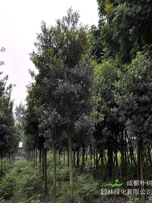 杜英树适合什么土壤？