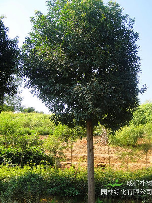杜英树什么时候开始开花结果？
