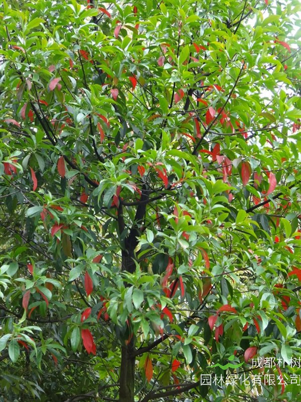 杜英树价格-图片-形态特征-生长环境-分布范围以及主要价值