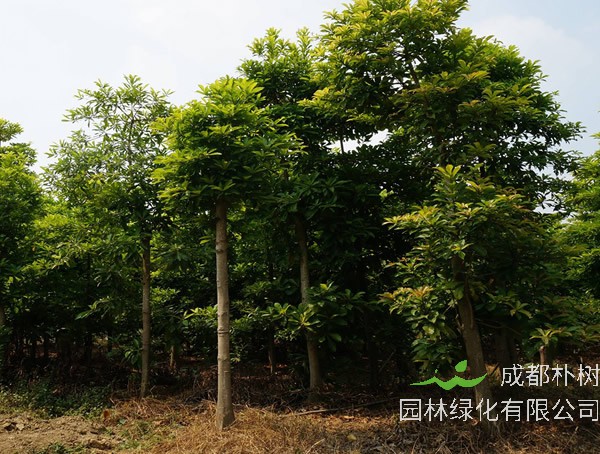 杜英树价格-图片-形态特征-生长环境-分布范围以及主要价值