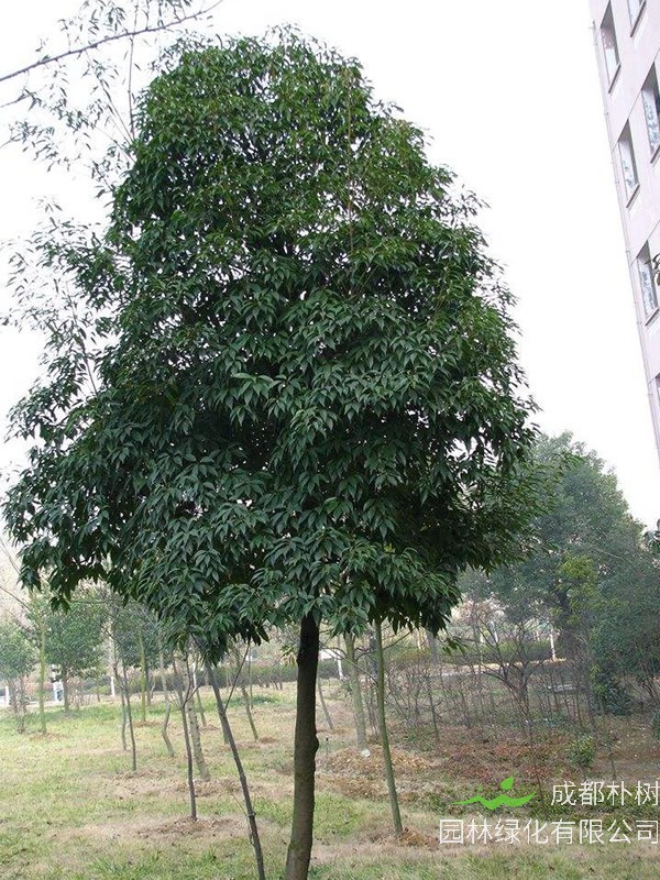 杜英树价格-图片-形态特征-生长环境-分布范围以及主要价值