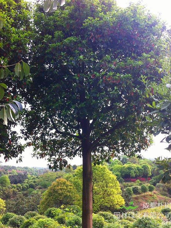 杜英树繁殖方法、栽培技术以及病虫害防治方法介绍