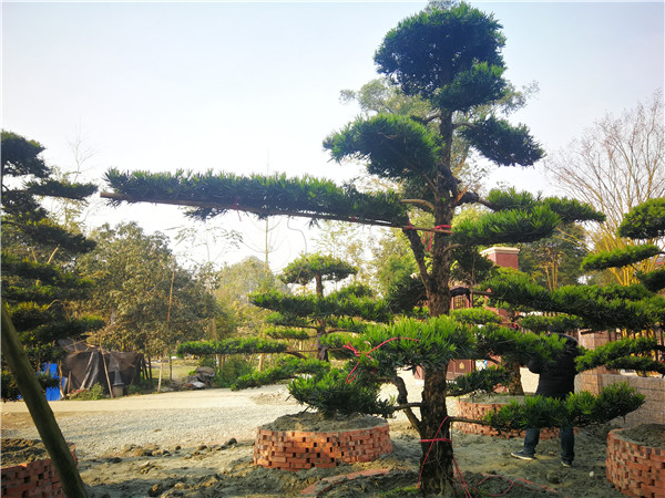 德阳市罗汉松21公分价格30000-34000元【基地直销】低价批发