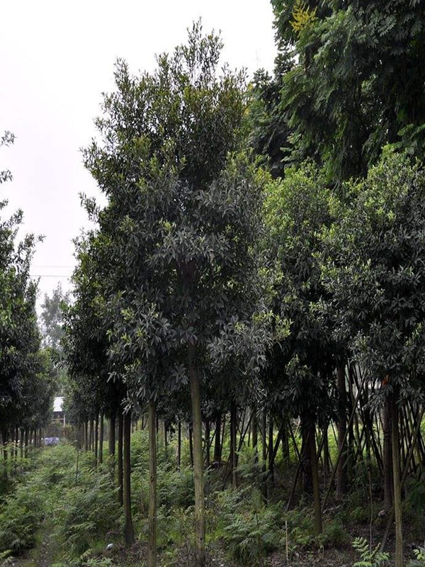 杜英树适合什么土壤？