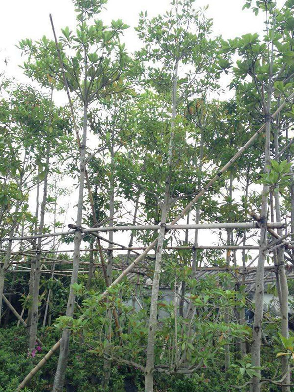 杜英树在河南省能种植吗？