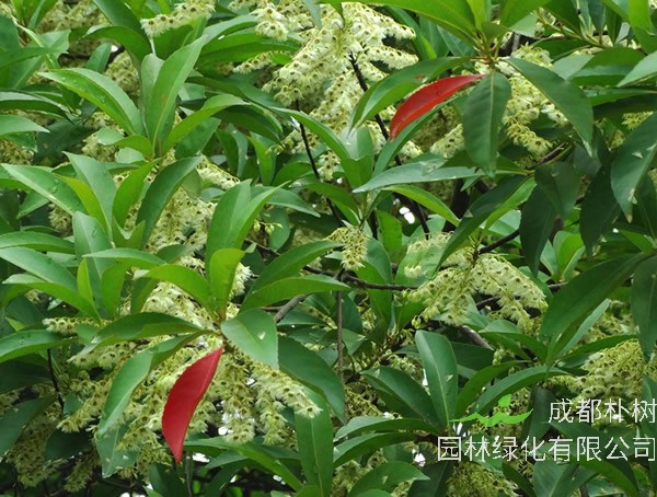 杜英树形态特征，杜英树什么时候开花？