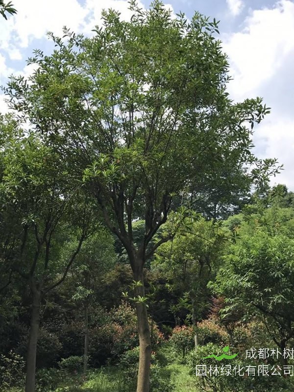 杜英树生长环境，怎样种植和培育杜英树？