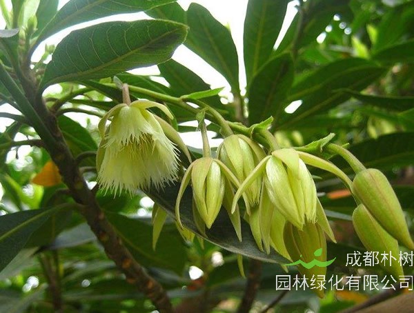 杜英树的分布范围，哪儿有杜英树的种植基地？