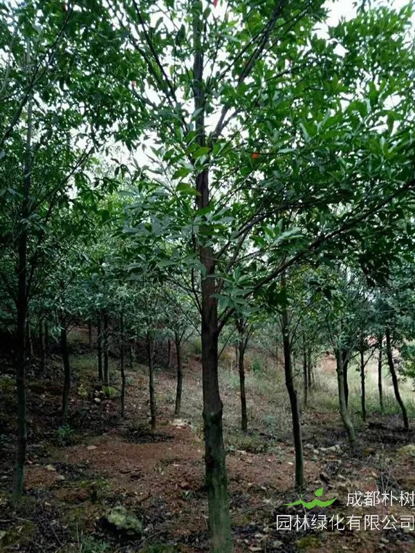 杜英树的功效与作用，杜英树的经济价值有哪些？