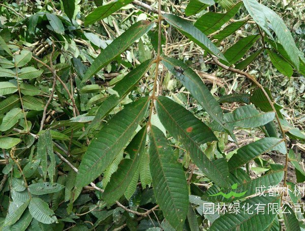 金丝楠价格-图片-植物形态-产地生境以及生长习性