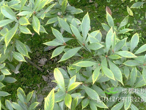 桢楠、金丝楠木树、金丝楠木的关系是什么样的？