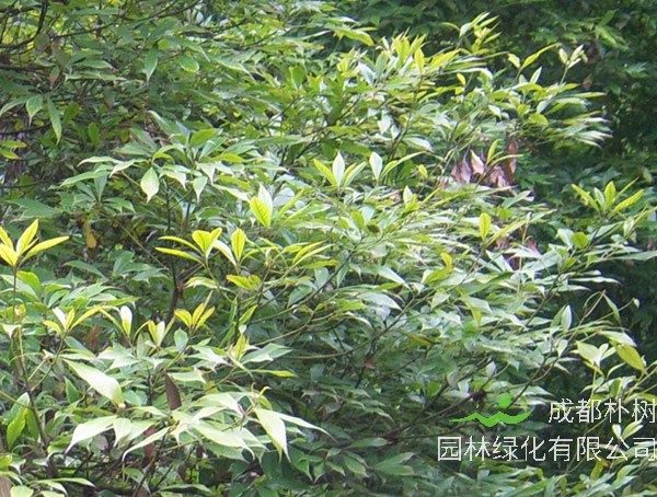 小叶桢楠是金丝楠吗？