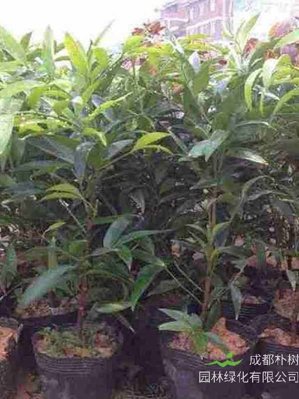 金丝楠的密度有多大？