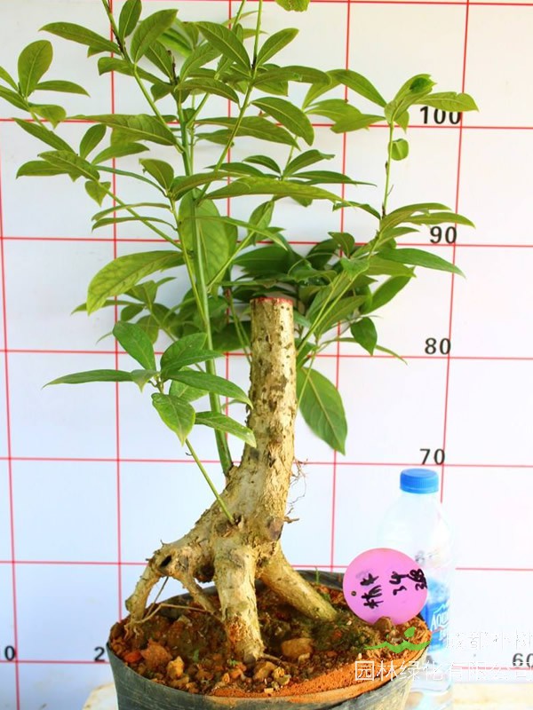 如何看金丝楠的好与坏？