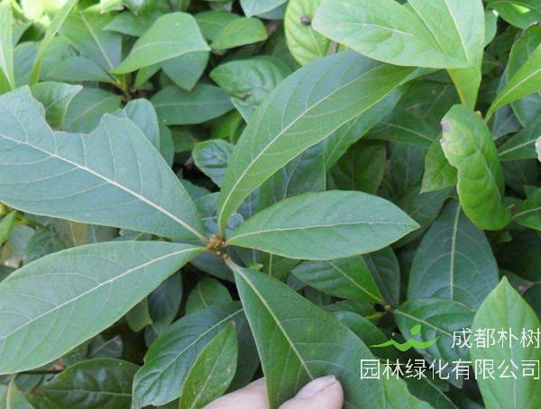 金丝楠的价格为什么这么贵？