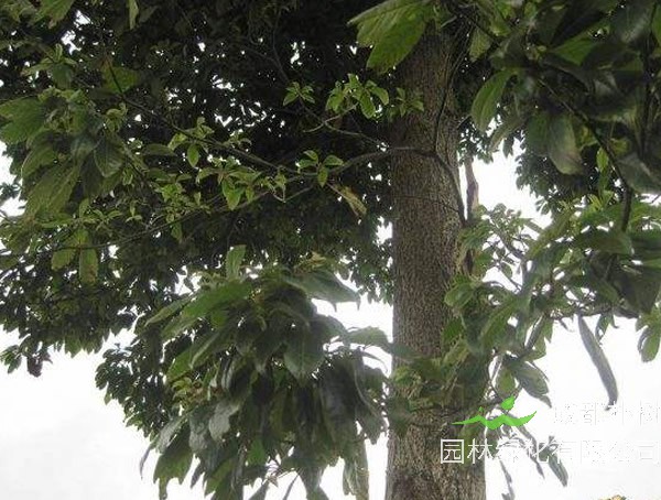 金丝楠对人有什么好处？