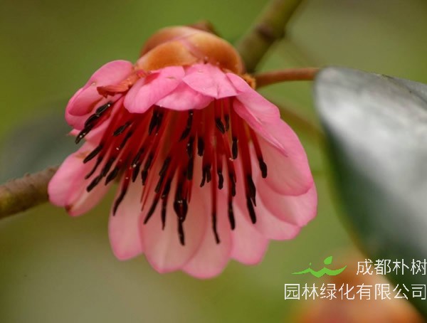 红花荷价格-图片-形态特征-生长环境-分布范围-历史文化