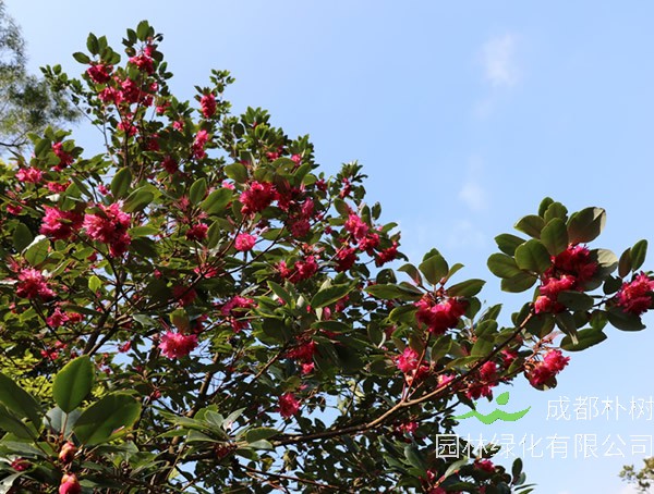 红花荷价格-图片-形态特征-生长环境-分布范围-历史文化