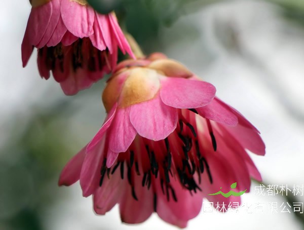 红花荷价格-图片-形态特征-生长环境-分布范围-历史文化