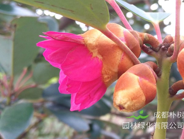 红花荷价格-图片-形态特征-生长环境-分布范围-历史文化