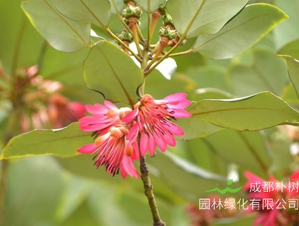 红花荷价格-图片-形态特征-生长环境-分布范围-历史文化